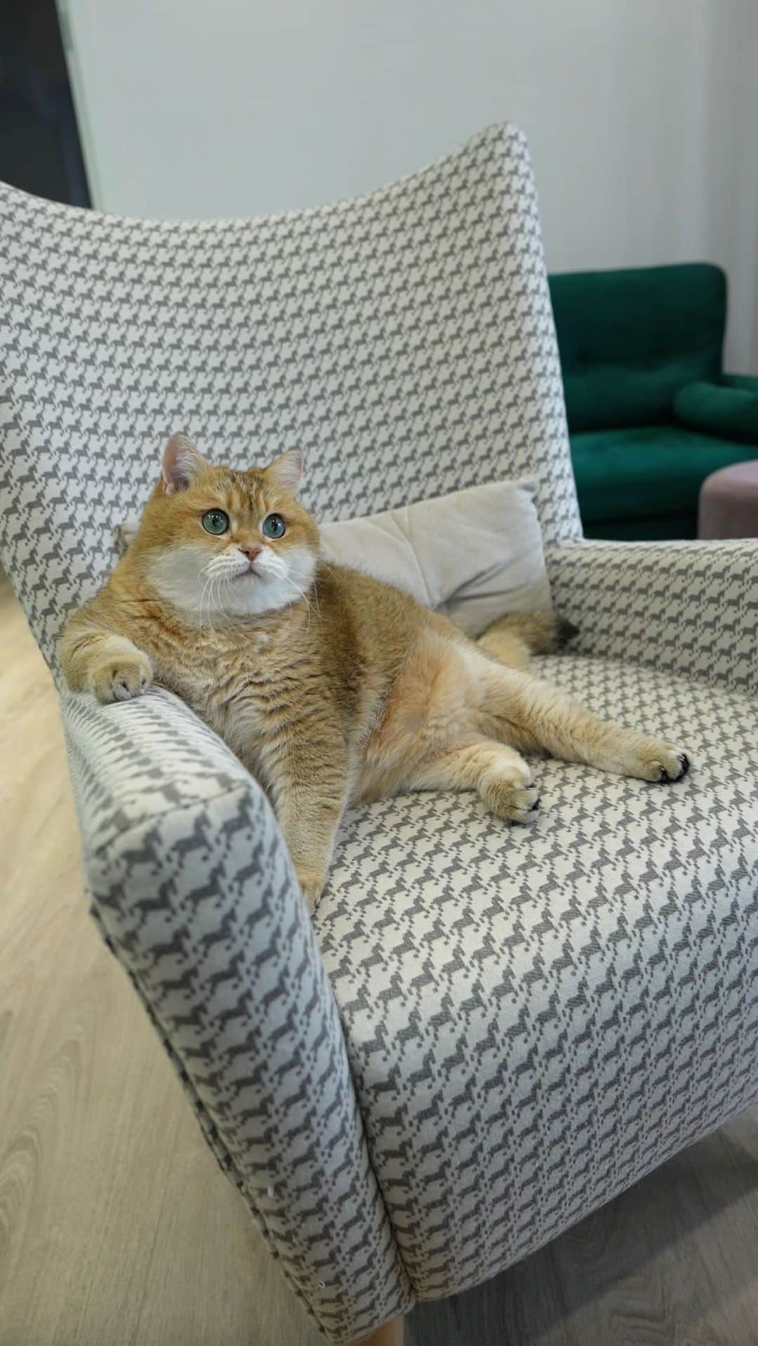 Hosicoのインスタグラム：「I am often called the real-life Garfield. And it’s true, he and I are similar, we like to spend time at home on our favorite chair or sofa, eat a lot and watch TV. 🍕📺   Can you spot the difference between Hosico and GARFIELD?  The #GarfieldMovie is coming exclusively to movie theaters this summer. Check out the new trailer, now! @GarfieldMovie @SonyPictures  #Sponsored」