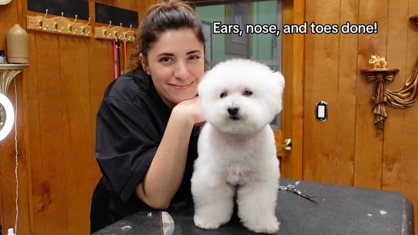 JessRonaGroomingさんのインスタグラム写真 - (JessRonaGroomingInstagram)「Ears, Nose, and Toes is LIVE! If you want NEW online dog grooming tutorials that focus on ears, faces, and feet, comment ‘ENT’ for your special link, and check your DMs! Xoxo Jess」11月14日 2時36分 - jessronagrooming