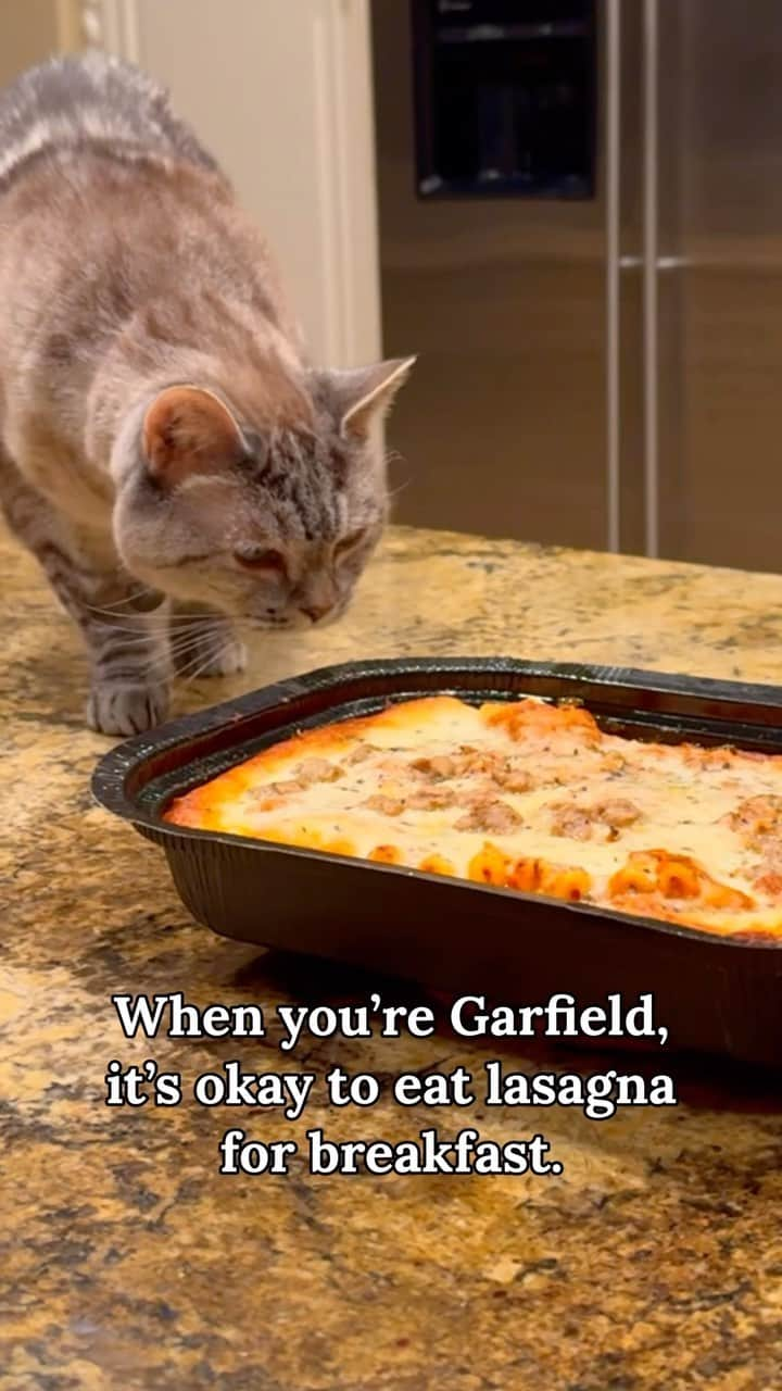 nala_catのインスタグラム：「🐾 Ever wondered what it’s like to live like Garfield? 😸 Join me on an epic ‘Garfield For a Day’ adventure! From indulging in breakfast lasagna to embracing leisure time, I’ve got it all covered. 🍝💤 Watch #GarfieldMovie coming exclusively to movie theaters this summer and let the feline fun begin! 🎥 #GarfieldMovie 🎬 @GarfieldMovie @SonyPictures #Ad」