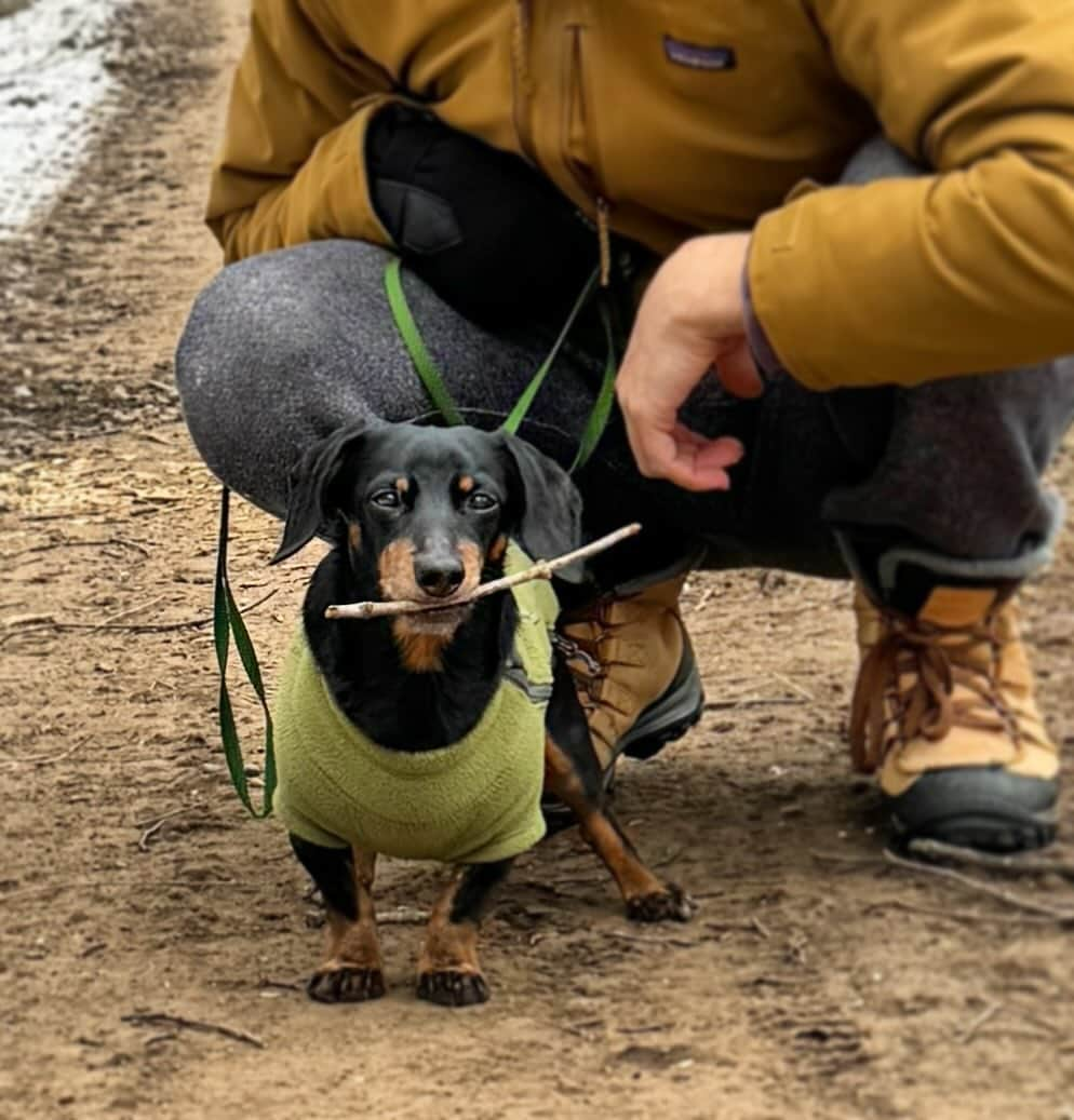 Crusoe the Celebrity Dachshundさんのインスタグラム写真 - (Crusoe the Celebrity DachshundInstagram)「“This one alright..?” ~ Crusoe」11月14日 2時51分 - crusoe_dachshund