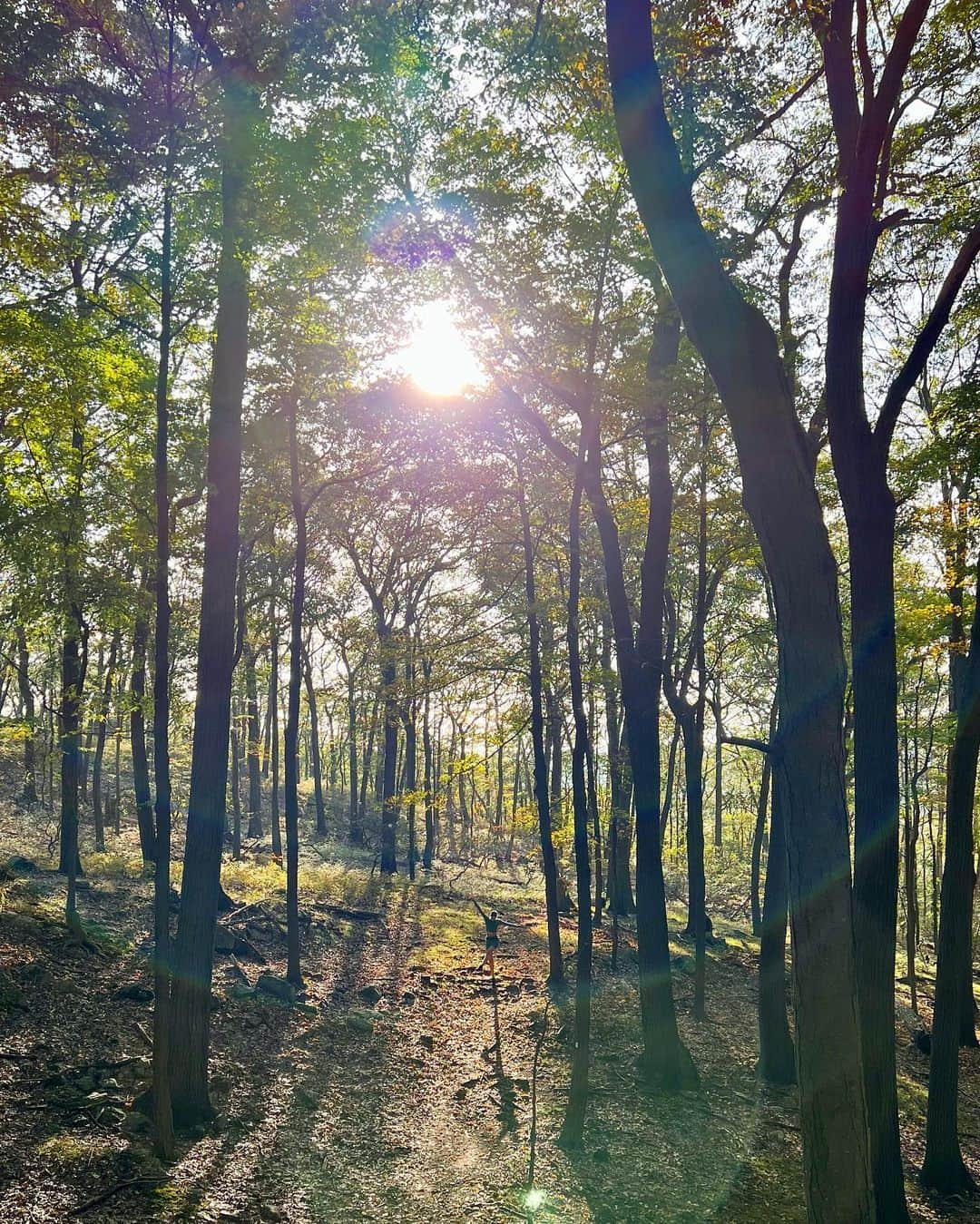 サマンサ・グラドヴィルさんのインスタグラム写真 - (サマンサ・グラドヴィルInstagram)「Gone hiking ✌️ One of my favorite things about living in the state of New York is getting out of the big city and spending time upstate with Mother Nature. It’s almost mind boggling to realize that just a short trip away from all the hustle and bustle of Manhattan lies densely forested parks, beautiful hiking trails and mountain ranges! I’m incredibly grateful to have this escape where my heart and soul feel so much at home 💚🍃 #naturalnewyork #hikeny #goneexploring」11月14日 3時48分 - samgradoville