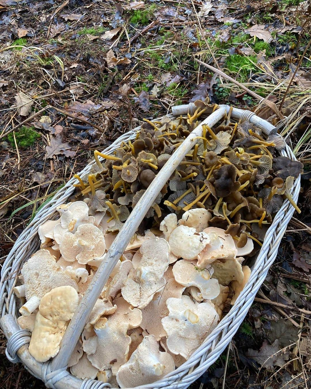 アマンダ ウェイクリーさんのインスタグラム写真 - (アマンダ ウェイクリーInstagram)「Did a little foraging at the weekend… (with a  brilliant guide and would not risk doing this without him). Great to be outside, in nature, on a mission…it’s become a November family tradition  #Amandawakeley #nature #newforest #winterchanterelles #pieddemouton #mycology #foraging #countryside #englishcountryside #health #wholesome #troylondonuk」11月14日 4時34分 - amandawakeley