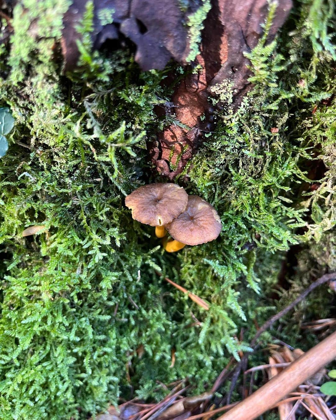 アマンダ ウェイクリーさんのインスタグラム写真 - (アマンダ ウェイクリーInstagram)「Did a little foraging at the weekend… (with a  brilliant guide and would not risk doing this without him). Great to be outside, in nature, on a mission…it’s become a November family tradition  #Amandawakeley #nature #newforest #winterchanterelles #pieddemouton #mycology #foraging #countryside #englishcountryside #health #wholesome #troylondonuk」11月14日 4時34分 - amandawakeley