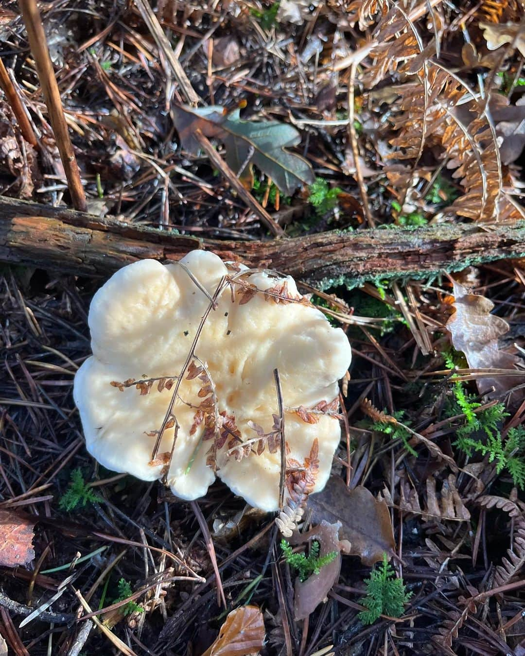 アマンダ ウェイクリーさんのインスタグラム写真 - (アマンダ ウェイクリーInstagram)「Did a little foraging at the weekend… (with a  brilliant guide and would not risk doing this without him). Great to be outside, in nature, on a mission…it’s become a November family tradition  #Amandawakeley #nature #newforest #winterchanterelles #pieddemouton #mycology #foraging #countryside #englishcountryside #health #wholesome #troylondonuk」11月14日 4時34分 - amandawakeley