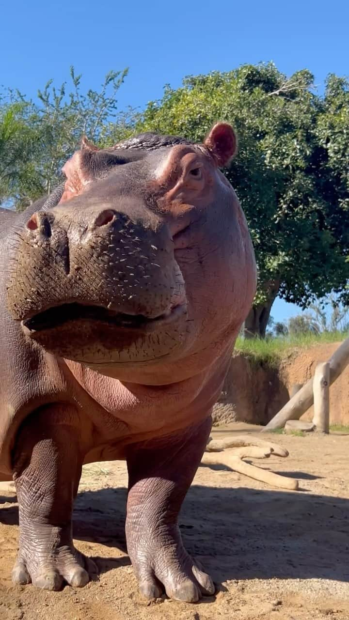 San Diego Zooのインスタグラム：「Hippos: “You like see food?”   Jaws for crunching, teeth for munching, and lips for suction? Hippos spend most of their day foraging and use their strong lips to grip and pull vegetation out of the ground. The suctioning sound you hear when Ama and Food are eating off the ground is their lips trying to grasp the food.   #Hippo #Snack #Noms #Yum #SanDiegoZoo」