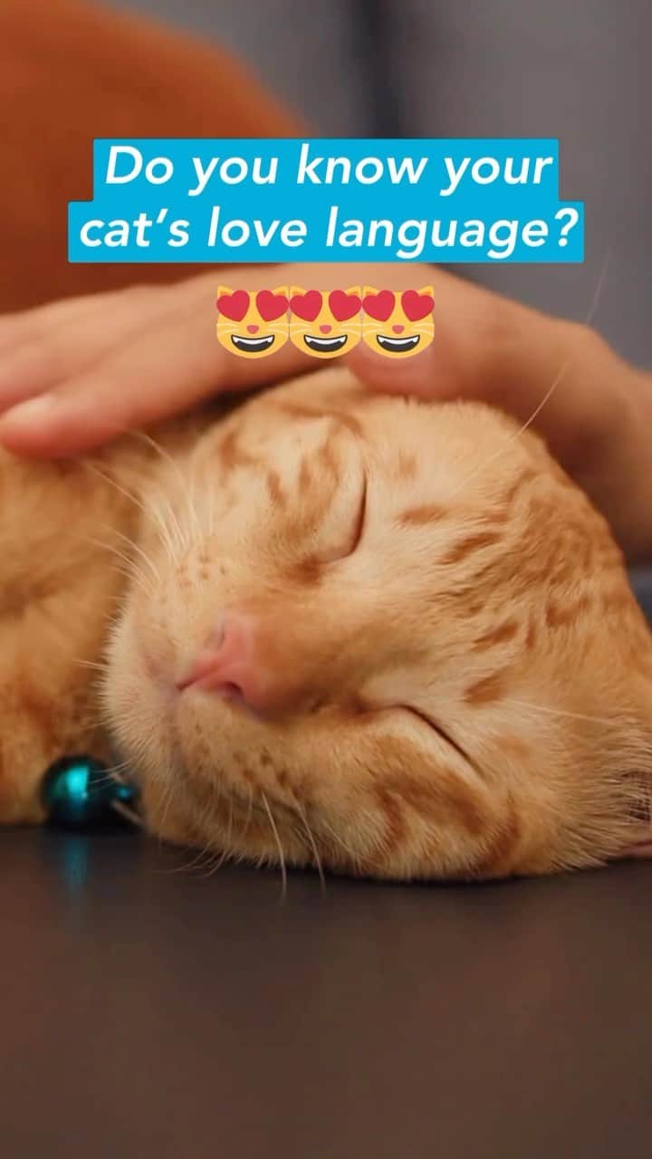 Fresh Stepのインスタグラム：「What’s your cat’s love language? Let us know in our story 😸💙  Last clip courtesy of @floofersmcwerewolf  #worldkindessday #catparents #cattips #catplaytime #freshstep #freshsteplitter #lovelanguages」