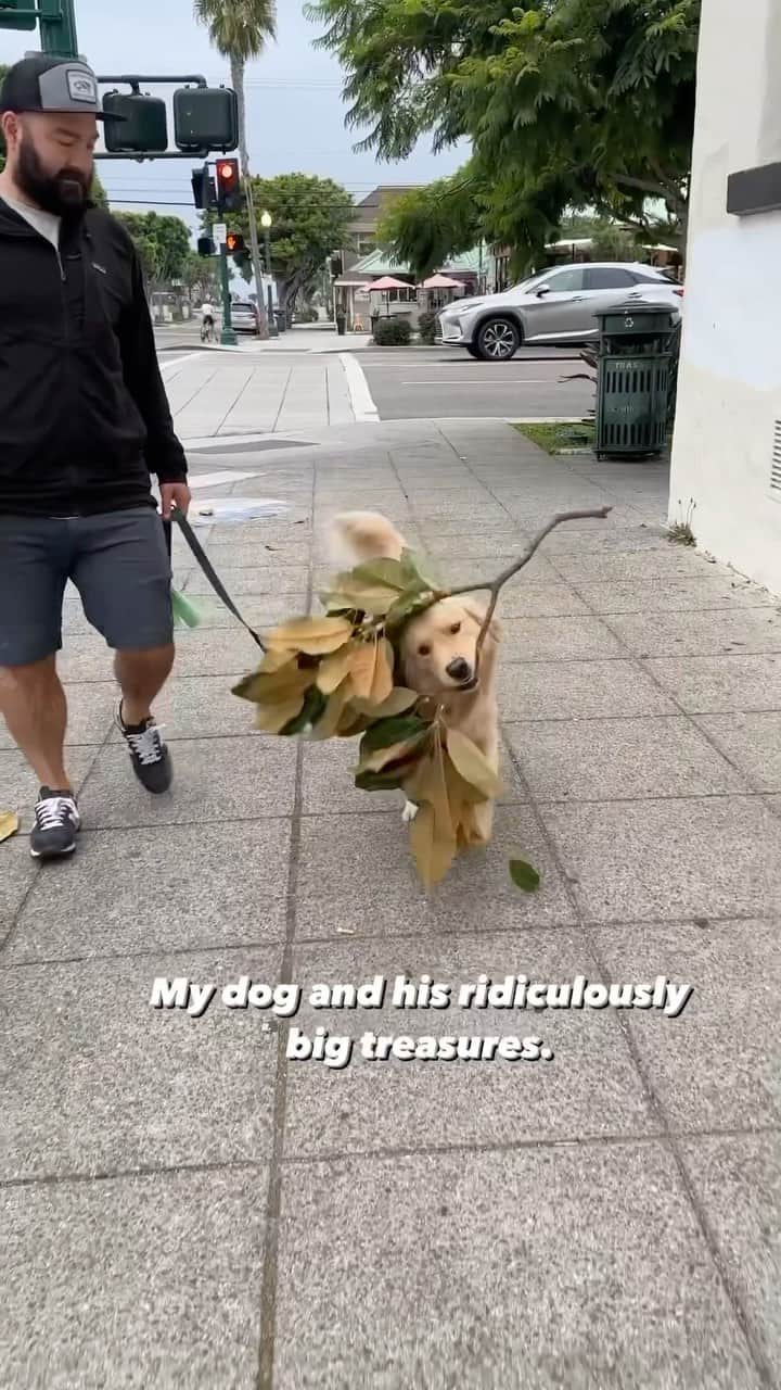 DogsOf Instagramのインスタグラム：「The bigger the better for branch manager  @bakerbarnes!  . . . #funnypuppy #goldenretrievergram #goldensofinstagram #dogsofinstagram #branchmanager」