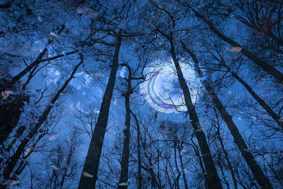 ナショナルジオグラフィックのインスタグラム：「Photo by @macstonephoto | No, this isn't the moon. Insects, fungus, and bacteria play a role in breaking down organic material in the swamp. Anaerobic bacteria living in the water column and soil feed on minerals like sulphur, copper, and iron. The byproduct of breaking down these minerals can create a rainbow sheen or oil-like slick on the water surface. Sometimes these are mistaken for petroleum spills, but you can tell the difference: If disturbed, those from bacteria will break off into platelets and will not reform with one another. After sunset, while slogging through Beidler Forest in South Carolina, I saw this pattern on the water's surface. I aimed the camera at the reflections of trees and the oily sheen, resulting in an image that appears to be a moon rising over the swamp. For more images from swamps and wetlands, follow me @macstonephoto.」