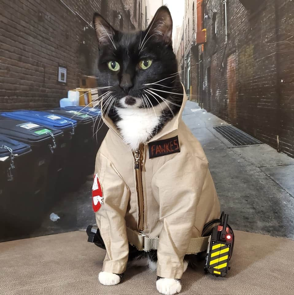 猫コスプレさんのインスタグラム写真 - (猫コスプレInstagram)「Who ya gonna Meow at?  #Ghostbusters」11月14日 6時18分 - cat_cosplay