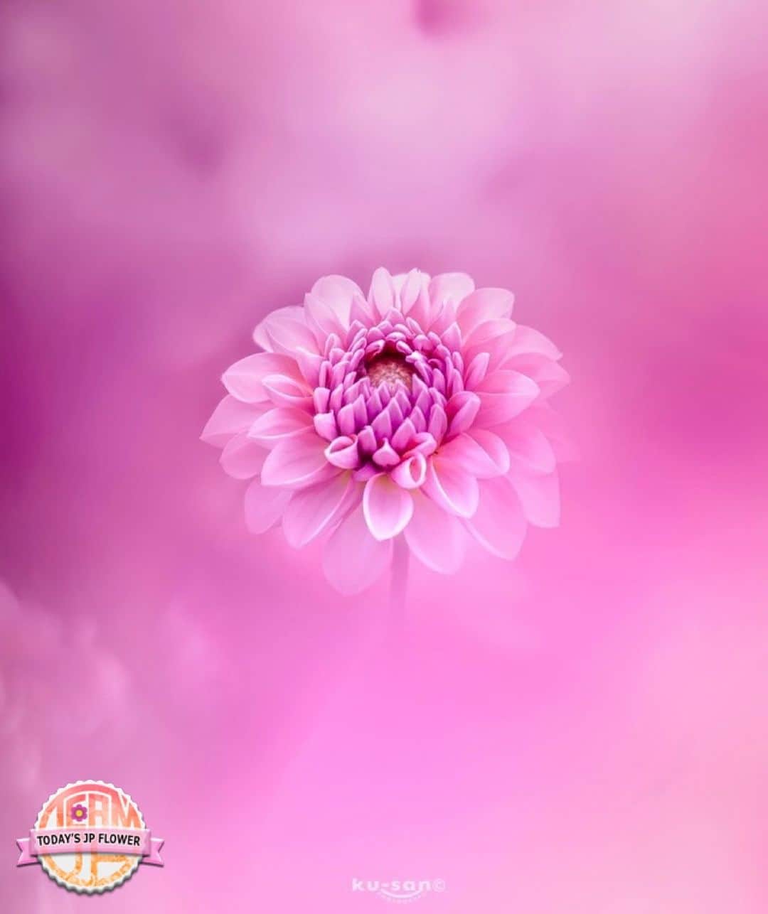 team_jpのインスタグラム：「⁑ 🌺Today's JP Flower🌺　 　 💐🌼🌸おめでとうございます‼︎‼︎🌸🌼💐　 🌹🥀 @ku.3776 🥀🌹　 　 　 Photo selected by @yukiii_fleur Flower Tag 🌷#team_jp_flower 🌷　 　 　 いつも素敵な日本の花の写真にタグを付けていただき ありがとうございます。 　 　 Follow: @Team_JP  Tag: #team_jp_   #花 #flowers #ファインダー越しの私の世界　 #カメラ好きな人と繋がりたい  #花好きな人と繋がりたい #花撮り人 #flowerphotography #flowerlovers  #ダリア 🗾」