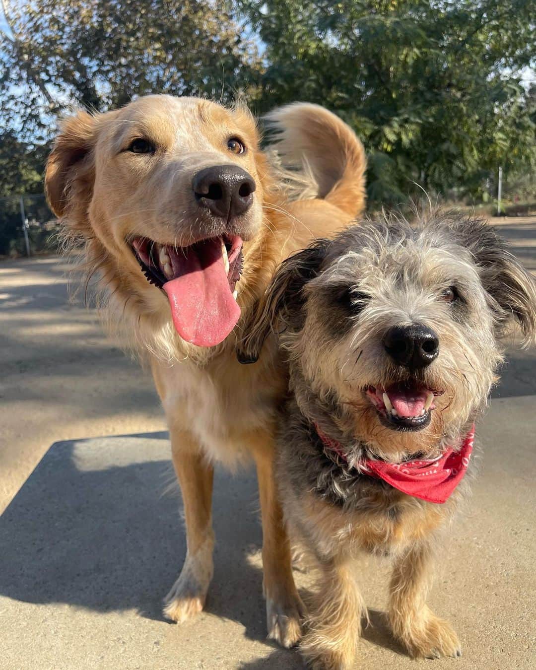 カミラ・ルディントンさんのインスタグラム写真 - (カミラ・ルディントンInstagram)「2 of my 3 rescue pups 🐶 🐶 #adoptdontshop #rescue」11月14日 7時11分 - camillaluddington