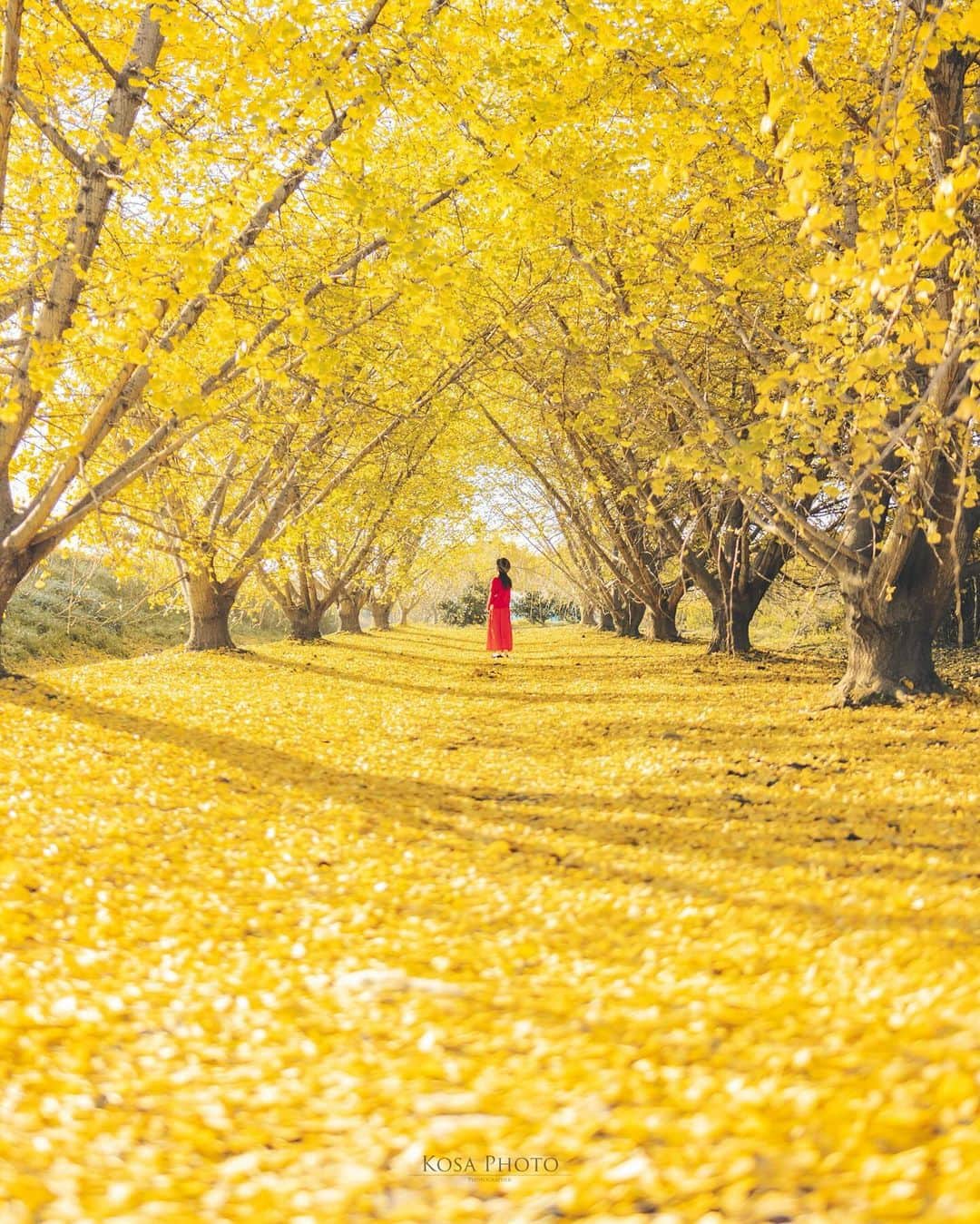 コサさんのインスタグラム写真 - (コサInstagram)「Yellow Yellow Happy  そろそろ黄色のビタミンカラーも撮りたいなぁ📸 . Location:愛知 Aichi Japan🇯🇵 Date:2021年10月 in frame: @____muuu._ Camera:D5 / SP 35mm f1.8 . #アドビちいさい秋みつけた2023 #Japan_Daytime_View #jp_portrait_collection #ポトレファン倶楽部 #ポトレ撮影隊 #jp_mood #jp_portrait部 #clv_galerie #deaf_b_j_ #m_v_shotz #mf_landscape #invisible_cool_part #japan_bestpic_ #pixlib_jp #じゃびふる #raw_japan #NICOSTOP #japan_waphoto #bestjapanpics #nipponpic_member #tokyocameraclub #art_of_japan_ #jgrv_member #team_jp_ #photo_jpn #sorakataphoto #LBJ_KING #mst_vip #広がり同盟メンバー #みんすと紅葉祭」11月14日 7時13分 - kosa_photo