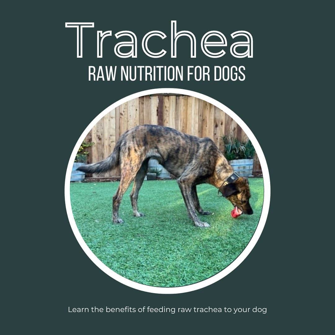 Dogs by Ginaのインスタグラム：「Raw trachea for your dog’s health! These treats pack a serious punch for your dog’s teeth and joint health. Sold frozen, raw trachea is available for purchase in store. Questions about how to give this to your dog? Come in and chat!」