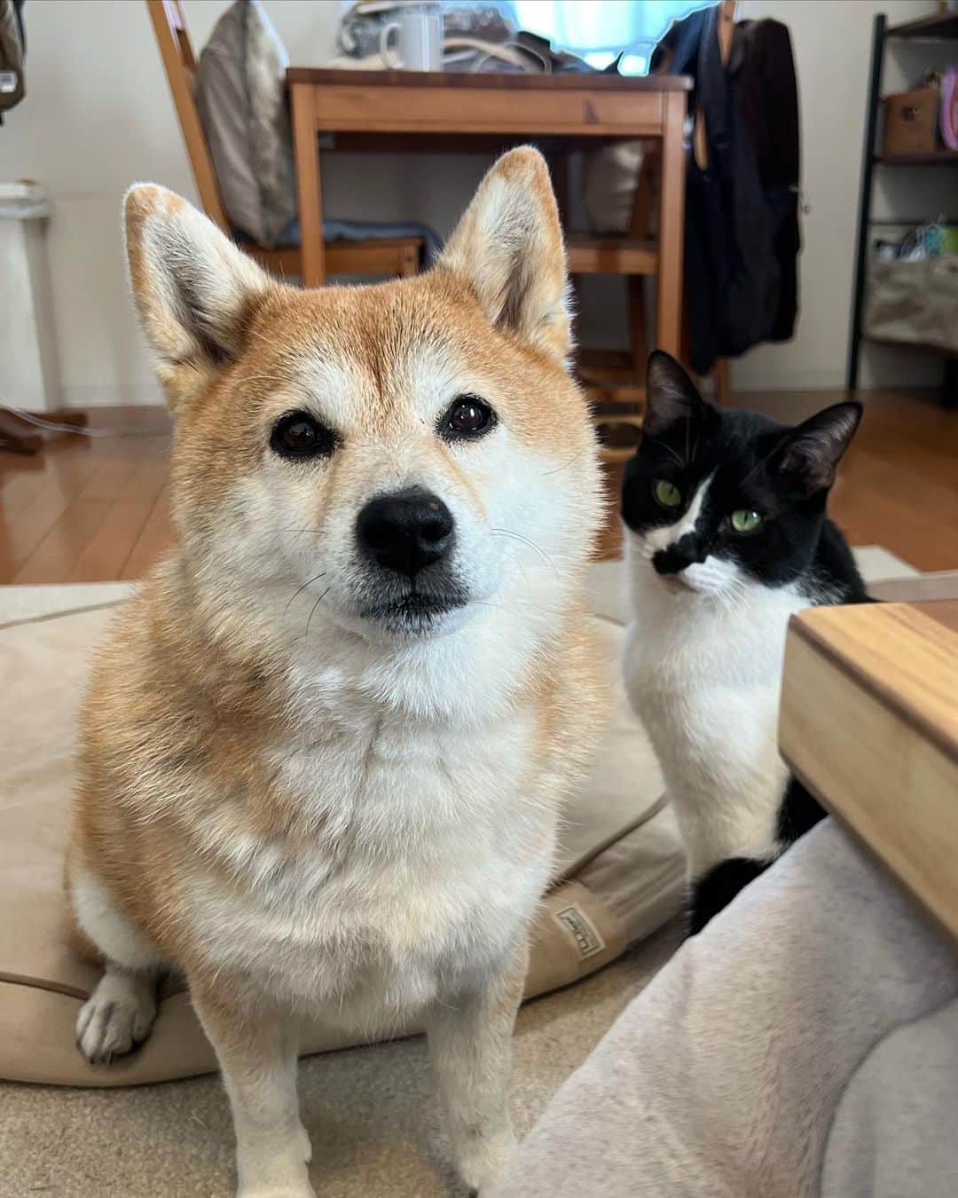 のインスタグラム：「11月🐕🐈」