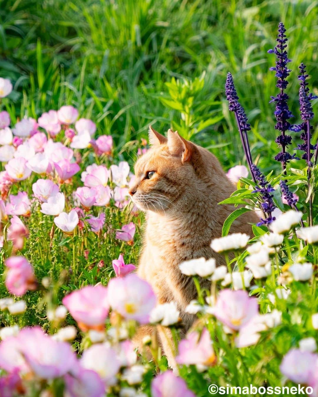 のインスタグラム：「・ お花と猫さんセレクション😽💐 Flower and cat selection✨ Swipeしてね←←🐾  ・ ＼在庫が少ないカレンダーが出てきました、ご購入予定の方はお早めに／😸  ★2024年版カレンダーラインナップ★ 今年は6種類😽  ◎卓上 B6 週めくりタイプ 【さちカレンダー2024】  ・愛らしい島猫"さち"の姿をおさめています🗓️ ・枚数28枚(両面仕様 計56面) ・初めての"週めくり"カレンダー✨ ●minne、メルカリShops内"simabossneko's shop"にて  ※大分・深島公式サイト、Cafeむぎ でも数量限定で販売中🐾  ・〜・〜・〜・〜・〜・〜・〜  ◎卓上 B6 週めくりタイプ 【ほっこり島猫週めくりカレンダー2024】  ・53週、ふくふく仲良し。選りすぐりの島猫たちがいっぱい🙌 ・枚数28枚(両面仕様 計56面)の週めくりカレンダー ・六曜、祝日付き ●minne、メルカリShops内"simabossneko's shop"にて  ※熊本・湯島売店、ねころびカフェでも数量限定で販売中  ・〜・〜・〜・〜・〜・〜・〜  ◎壁掛け 月めくりタイプ 【なかよしすぎる島猫カレンダー2024】  ・MdNコーポレーション製作 ・六曜、二十四節気、雑節、朔望（月相）、イベント、前後月掲載 ・自由に書き込めるフリースペースを用意 ・サイズ：縦30×横40cm（展開時60×40cm） ●Amazon japan、楽天ブックス等にて  ・〜・〜・〜・〜・〜・〜・〜  ◎卓上 日めくりタイプ 【ほっこりゆったり毎日島猫日めくりカレンダー2024】  ・翔泳社製作 ・毎日違う島猫の写真が楽しめる366日の日めくりタイプ ・お散歩、昼寝、仲良し、じゃれ合いなどなど、様々なシーンを掲載！ ・縦100×横140mm、天糊綴じ、370P、スタンド付き ●Amazon japan、楽天ブックス等にて  ・〜・〜・〜・〜・〜・〜・〜  ◎卓上月めくり、壁掛け月めくりの2タイプ 【日なたぼっこ猫だよりカレンダー2024】  ・アクティブコーポレーション製作 ・毎年好評のシリーズ。のんびりだらだらな猫たちが、癒しと、人生をちょっとよく生きるメッセージを送ります。 （カレンダー内には 7枚、simabossnekoの写真が採用されています） ●ハンズ、アクティブコーポレーション公式ショップ等にて  毎日島猫日めくりカレンダーと日なたぼっこ猫だよりは、 さちカレンダーや島猫週めくりカレンダーとのセットを、simabossneko's shopにて販売中です✨  ★minne、メルカリShopsへは @simabossneko または @p_nyanco22 のプロフィールリンクからご覧いただけます。 ・  Available now❗️ "Island Cats Weekly Calendar 2024" and "Sachi Weekly Calendar2024"  ●Island Cats Weekly Calendar 2024 53weeks, A lot of selected island cats photos❣️  ●Sachi Weekly Calendar 2024 It is a calendar that shows the lovely island cat "Sachi"💓  These are desktop, B6 size. 28 sheets (56 sides in total with double-sided specifications) Weekly calendar.   We also sell a great set with “Hinatabokko Nekodayori Calendar” and “366days Island cats Day to Day Calendar” 🐾  The 2024 calendars are sold at minne "simabossneko's shop"  ●Shop URL https://minne.com/＠simabossneko  🇺🇸🇰🇷🇹🇼🇭🇰🇫🇷🇩🇪🇮🇹etc. It is possible to purchase and ship the works from overseas.  ※ Shipping fee will be charged separately.  You can reach the shop from the profile link of @simabossneko or @p_nyanco22   And, Story highlights also have a link to the shop. Please take a look there too.  #しまねこ #島猫 #ねこ #猫写真 #cats_of_world #catloversclub #pleasantcats #catstagram #meowed #ig_japan #lumixg9」