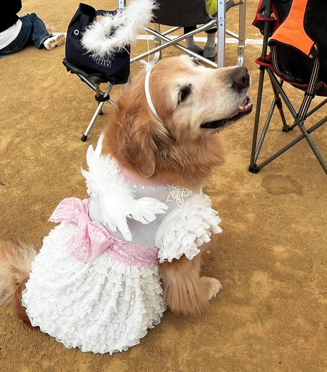 小松原美里さんのインスタグラム写真 - (小松原美里Instagram)「The Angel “Lady Shelly” has won the Costume Fashion Contest with the costume made by mom🤣 It’s too cute to stay just in my photo folder🤣 Congratulations on both of you 🥳👏 Kawaii  仮装ファッションコンテストにて、いつもの天使具合を具現化されたレディーシェリーが母作の衣装に包まれて大賞を頂いたそうです笑かわいいのでシェア🤣 2人(犬？)ともおめでとう🥳🔝 STAFFの皆様に囲まれて嬉しそうなレディー👼  #いぬすたぐらむ #仮装 #天使」11月14日 8時12分 - missatoooo