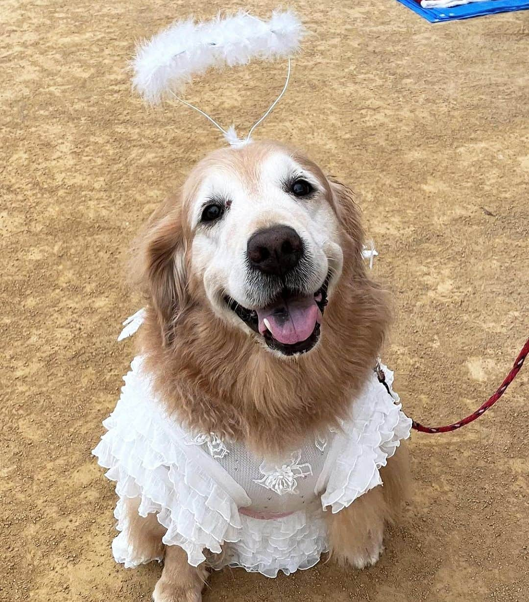 小松原美里のインスタグラム：「The Angel “Lady Shelly” has won the Costume Fashion Contest with the costume made by mom🤣 It’s too cute to stay just in my photo folder🤣 Congratulations on both of you 🥳👏 Kawaii  仮装ファッションコンテストにて、いつもの天使具合を具現化されたレディーシェリーが母作の衣装に包まれて大賞を頂いたそうです笑かわいいのでシェア🤣 2人(犬？)ともおめでとう🥳🔝 STAFFの皆様に囲まれて嬉しそうなレディー👼  #いぬすたぐらむ #仮装 #天使」