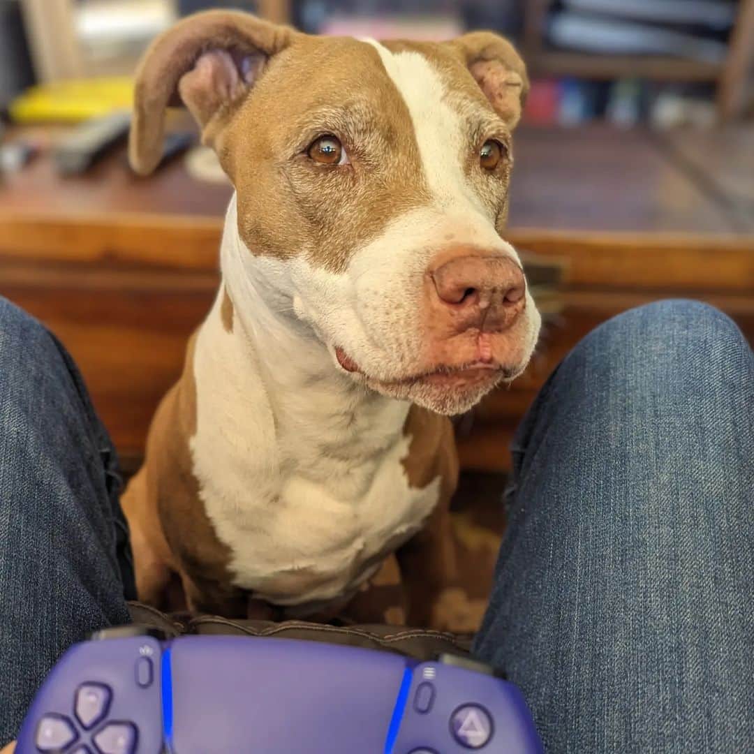 ウィル・ウィトンのインスタグラム：「"I see you're enjoying Baldur's Gate 3. I have a new quest for you. It's called Take Me For A Walk, and you can't advance the story until you complete it."  #MarloweMonday」