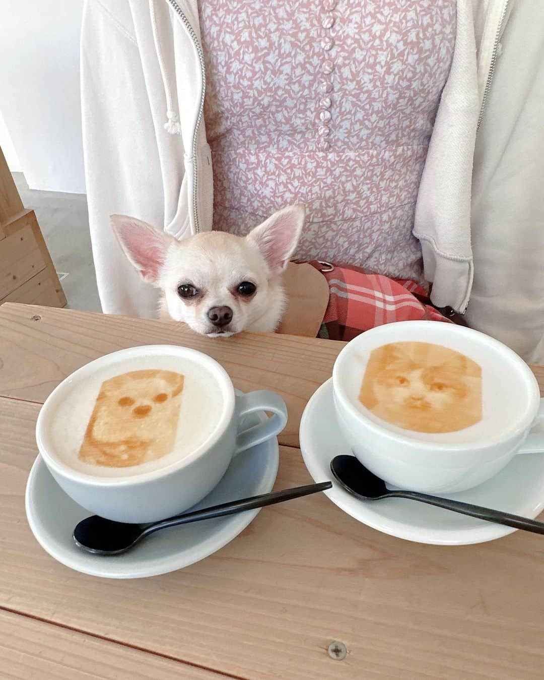 松原伊予菜さんのインスタグラム写真 - (松原伊予菜Instagram)「'  好きな写真でラテアートができるcafe☕🚪️´- ちゃみと実家にいるみるの写真で ラテアートを作ってもらいましたぁ〜☺️🫶🏻🤍 可愛いくてなかなか飲めなかった😂‼︎  京都の出町柳駅から近くのcafe planet🪐 店内わんこ🐶okです🪧  #kyoto#京都#出町柳カフェ#出町柳#cafeplanet#わんこokカフェ#京都カフェ#cafe#カフェ#河原町カフェ#わんこok#犬とおでかけ#チワワ#ちわわ#ロンチー#ラテアート#京都旅行#京都観光#京都ランチ#京都グルメ#京都カフェ巡り」11月14日 8時14分 - iyona_147