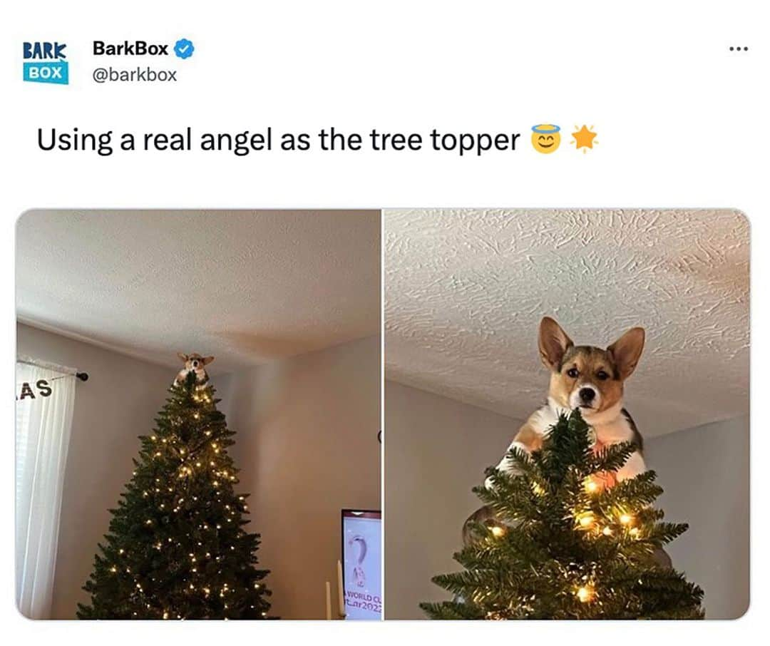 BarkBoxのインスタグラム：「🚨TREND ALERT 🚨   For your holiday decorating this year you can place a real angel atop your tree 🌲   📷: @corgi.wilson」