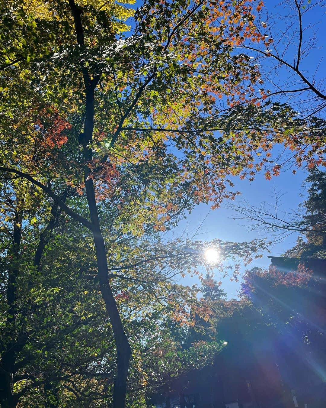 長崎峻侑のインスタグラム：「朝から参拝へ☀️ 良い1日のスタート👍🌈 #秋　#紅葉　#朝　#太陽」