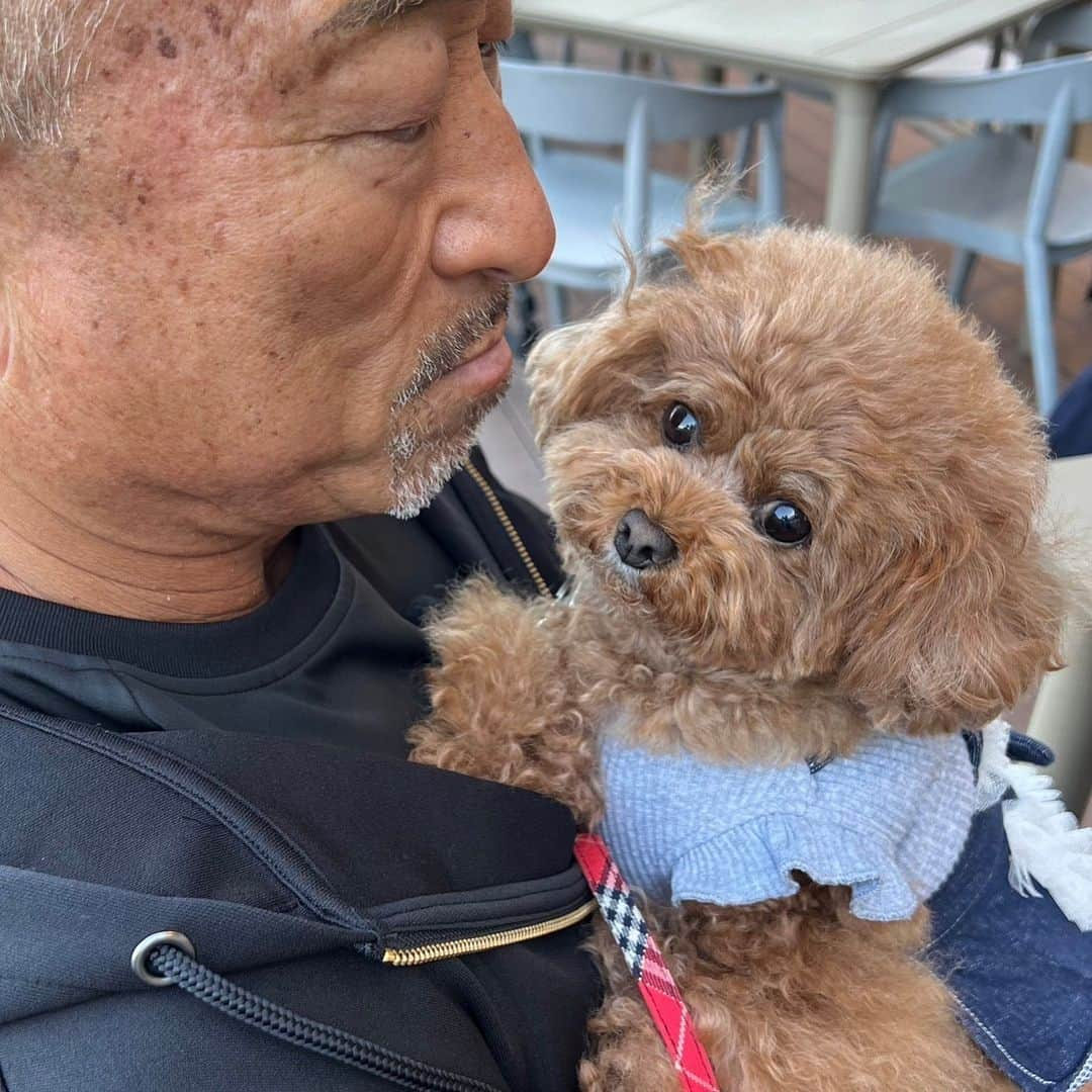 角田信朗のインスタグラム：「J:COM presents💫  💫💐角田信朗のおっさんぽ💐💫  大阪・長居公園を舞台にしたロケで  我が家の愛犬・恵夢ちゃんと  初めての共演でした🥰  どこでも吠えないし  大人しく待ってるお利口さんなんですが  おいで‼️って呼んでも  素直に来てくれないツンデレで  実に気まぐれに膝の上に乗って来て甘える  相当したたかな女の子です😆 . . #トイプードル  #おっさんぽ  #jcom  #夜寝る前に  #浅香唯の  #cガールを歌うと  #ちゃんとオシッコをします」