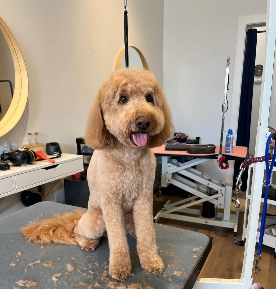 Dogs by Ginaのインスタグラム：「Romy the Golden Boy 🤩」