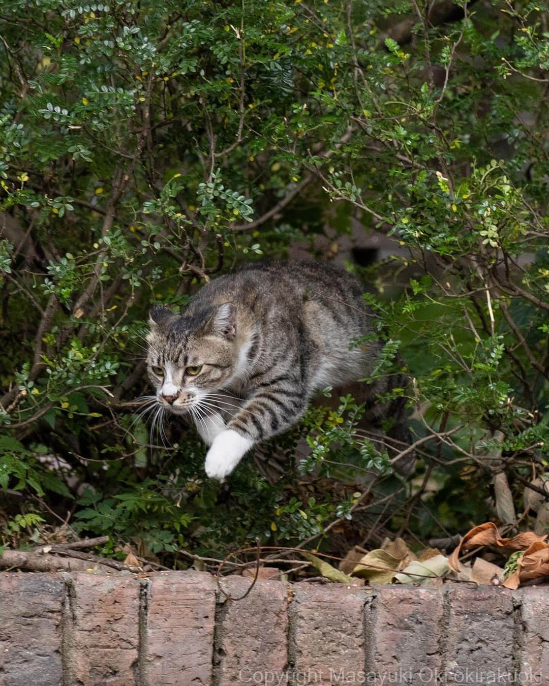 Masayukiのインスタグラム：「跳び出す。  #cat #ねこ #猫 #東京カメラ部 #nekoclub  #yourshotphotographer  #my_eos_photo」