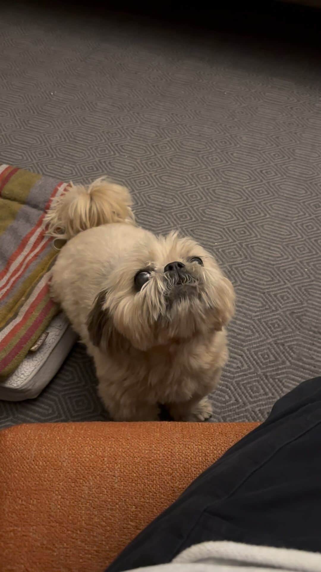 Dougie the Shih Tzuのインスタグラム：「When there’s one fry left …」