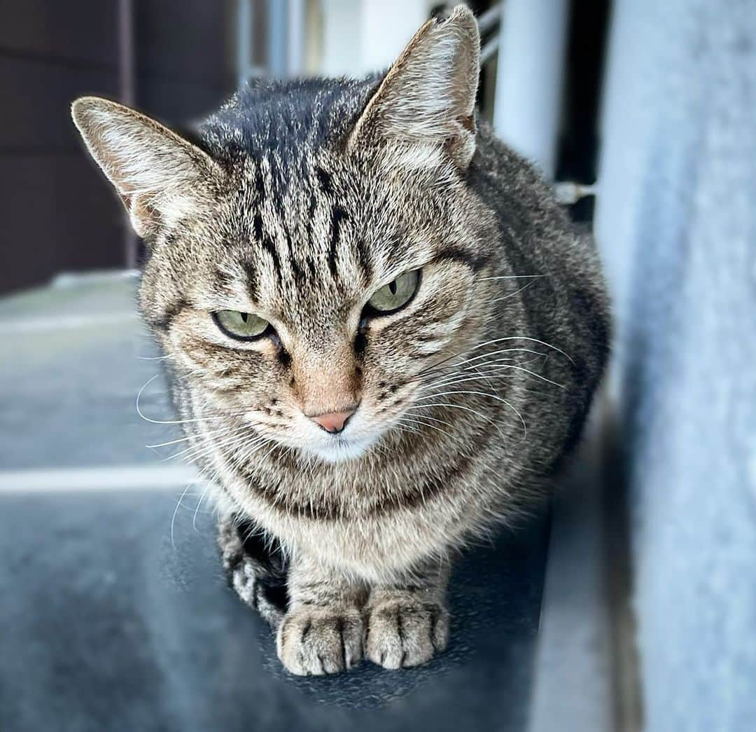 田中香子さんのインスタグラム写真 - (田中香子Instagram)「目つきが悪いんじゃないの。 寒くて眠いのに トロトロまぶたで 律儀に挨拶にきてくれるの。  #自転車置き場のニャー」11月14日 9時08分 - soo.yt