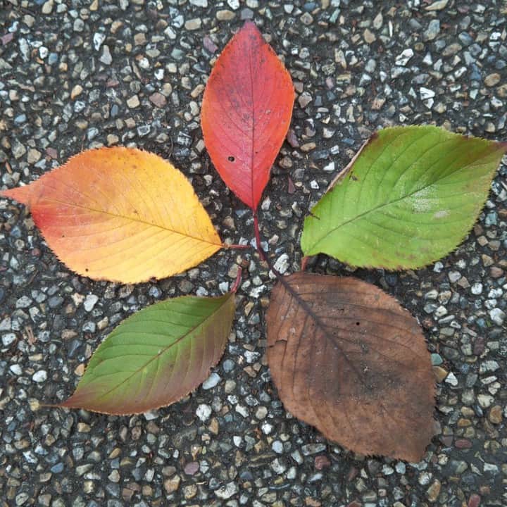 高野寛のインスタグラム：「The art of early winter.」