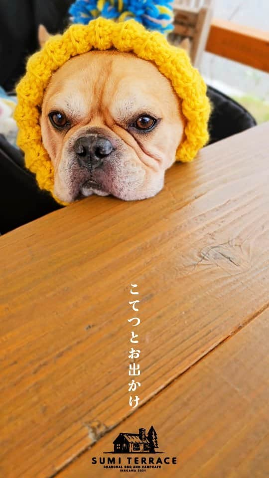 剛王のインスタグラム：「こてつとお出かけ。 犬と一緒にBBQできるお店に行ってきた。 ここは室内も屋外でもBBQできるお店。 犬同伴はガーデンエリアのテラス席になるんやけど寒いかなーと思ったら 屋根付き防風、防雨シートあって席の横でBBQするから寒さを一切感じずなんか１席ずつ間仕切りされてるから個室感ある。 犬とゆっくり食事できるからここは確実にリピートやな。 またガーデンエリアは予約不要でお席２時間半使える。 BBQプラン全てが用具セットやから持込みBBQプランもあってお安く楽しく過ごせる。  今回注文したのが ホルモン鍋プラン 1名様につき￥4.500 ●大根とベーコンの香草バター炒め ●牛タン塩焼き ●焼肉2種盛り(ロース・ハラミ) ●特大キャンプ串 　(全長36センチの超ビッグサイズ) ●ぷるぷるホルモンのキャンプ鍋 　(〆のラーメン付き)  ヤバイBBQしながらお鍋とか幸せすぎやろ。 他にも色々とメニューあって好きにBBQが楽しめる。 めちゃキャンプ行きたくなった。  --------------------------------------------------------------------------------------------------- SUMI TERRACE  - 営業時間 - 水～金 11:00～15:00(L.O. 14:30) 17:00～21:00(L.O. 20:30) 土・日・祝 10:00～22:00(L.O. 21:00) 定休日 月・火 ※祝日の場合は営業  - アクセス - 〒666-0233 兵庫県川辺郡猪名川町紫合氏上163-1 【お店のアカウント】 @sumiterrace #バーベキュー場 #ベーベキュー料理 #兵庫県グルメ #猪名川ランチ #キャンプ飯 #woomypr --------------------------------------------------------------------------------------------------- みなさんワンちゃんと一緒にいかがですか ほんまにおすすめです。  #フレンチブルドッグ  #フレブル  #犬同伴  #犬同伴可  #ドッグカフェ」