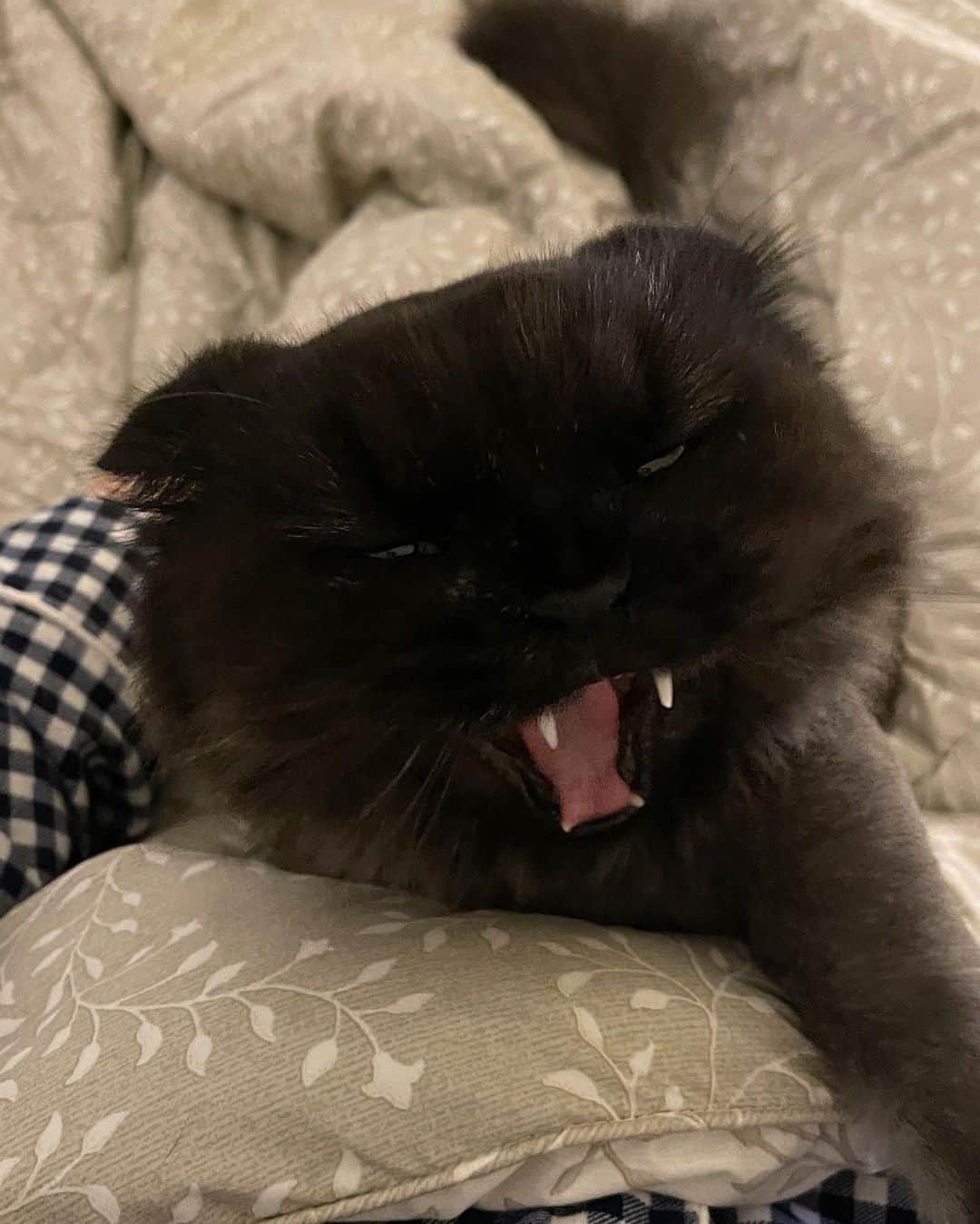 ギモさんのインスタグラム写真 - (ギモInstagram)「우리 뙨이 보고 있으면 생각나는 캐릭터가 하나 있습죠..  눈매 씽크로율 쩔음ㅋㅋㅋㅋㅋ 이젠 기로로 아니고 떼로로 입니다 여러분..🖤🔫☠️  #cat #tencho #표정은이래도애교쟁이 #떼로떼로떼로로로로 #떼니덕후숴리질러!!!!(나야나)」11月14日 19時05分 - 1room1cat