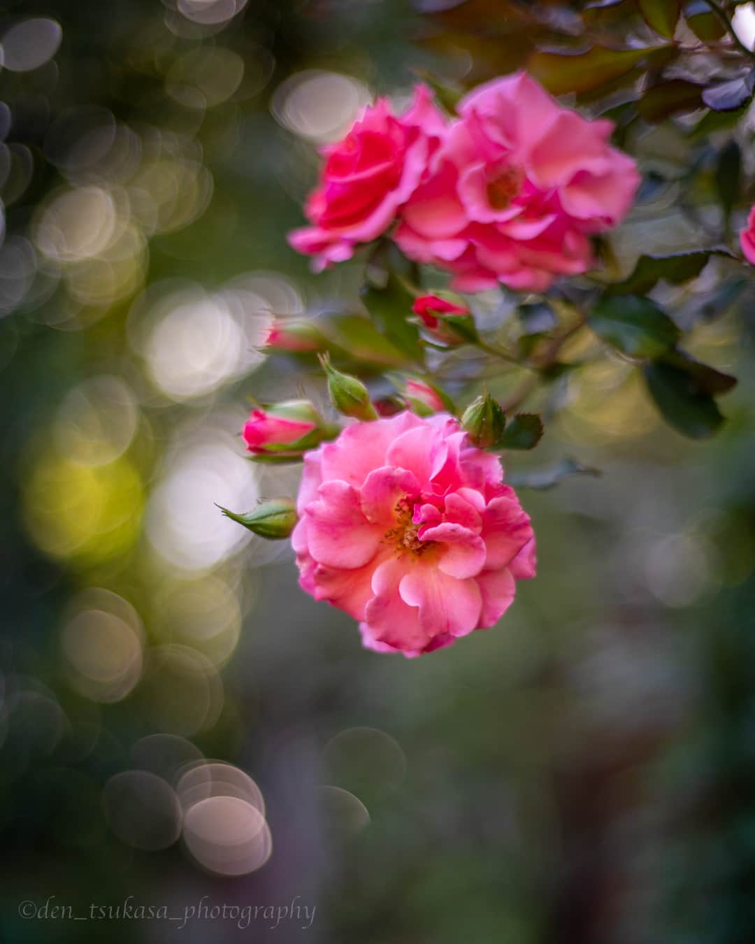 花の写真館さんのインスタグラム写真 - (花の写真館Instagram)「Photo by DEN TSUKASA. https://www.facebook.com/profile.php?id=100013462516921 . 本アカウントは、 #私の花の写真 をつけてInstagramに投稿された皆さまの花の写真や、「花の写真館」Facebookページで投稿された花の写真を紹介します。 「花の写真館」Facebookページは、「 @floral.photograph 」のプロフィールにあるURLからご覧ください。 . ※各種法令、マナー、関係者の指示に従った撮影をお願いします。 *Please ensure that your photography adheres to all relevant laws, etiquette, and instructions issued by authorized persons. ※本アカウントは東京カメラ部がFacebook、Instagramのサービスを利用して運営しているもので、Meta社・Instagramとは一切関係ありません。 . #花の写真館 #floralphotograph #floralphoto #flower #flowers Follow: @floral.photograph」11月14日 19時30分 - floral.photograph