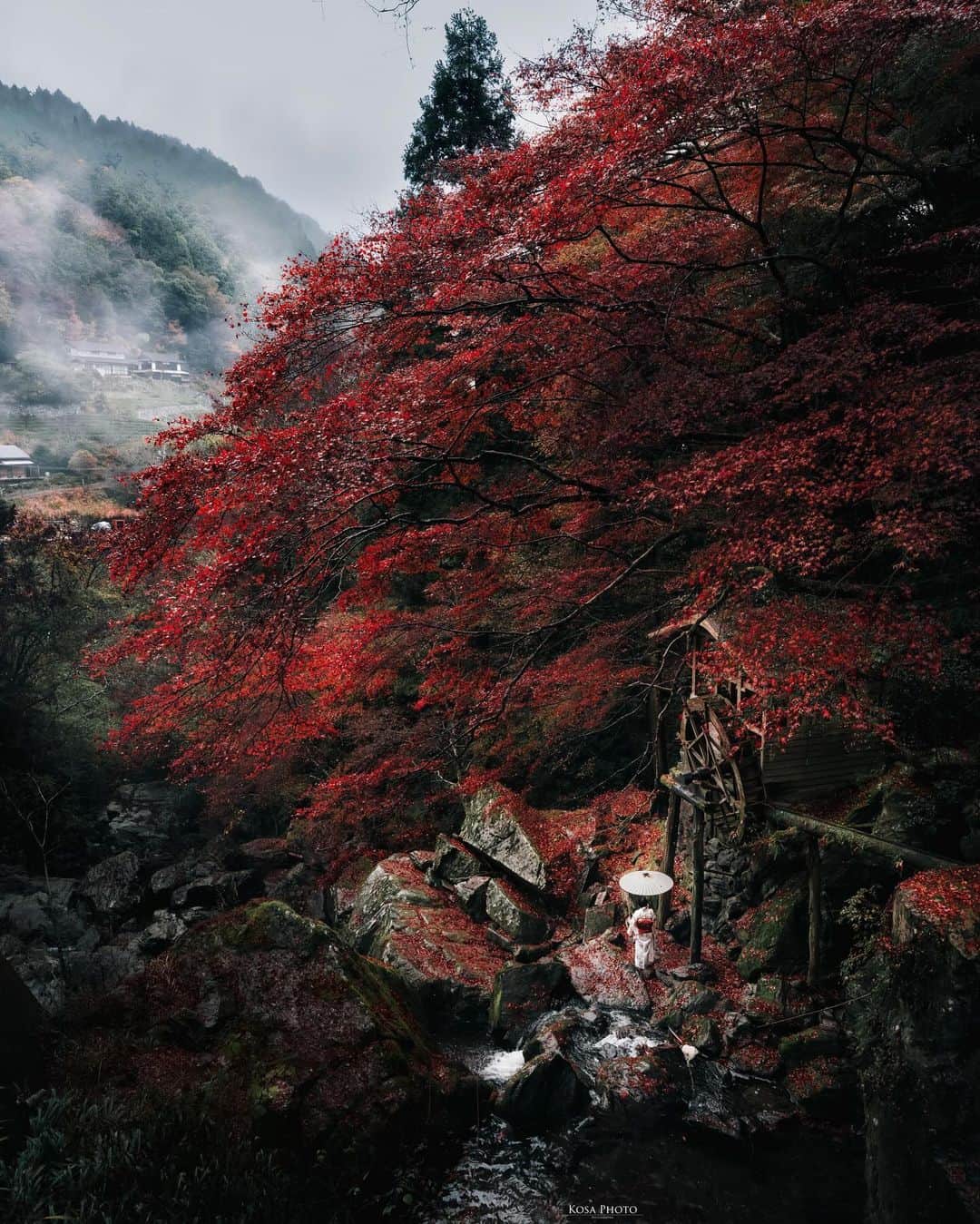 コサさんのインスタグラム写真 - (コサInstagram)「写真ではわかりづらいですが、実は結構な雨が降ってます☔️ ストーリーズで見てください〜 でも雨のおかげでウエットな色鮮やかな紅葉が撮れました🍁  素敵なスポットを教えてくれたToyoさんありがとうございます🙇‍♂️ . Location:徳島 Tokushima /Japan🇯🇵 Date:2023年11月 in frame: @chami_2nd Special thanks: @every222 . #tokyocameraclub #art_of_japan_ #jgrv_member #team_jp_ #photo_jpn #sorakataphoto #LBJ_KING #deaf_b_j_ #広がり同盟メンバー #special_spot_legend #半田岩 #nikoncreators #nikoncreators_2023morningandnight #Japan_Daytime_View #japancityblues #jp_portrait_collection #ポトレファン倶楽部 #ポトレ撮影隊 #jp_mood #clv_galerie #shikokucameraclub #japangem #explorejpn #japanlives #japan_best_pic #mf_landscape #invisible_cool_part #m_v_shotz #Rox_Captures #みんすと紅葉祭」11月14日 19時31分 - kosa_photo