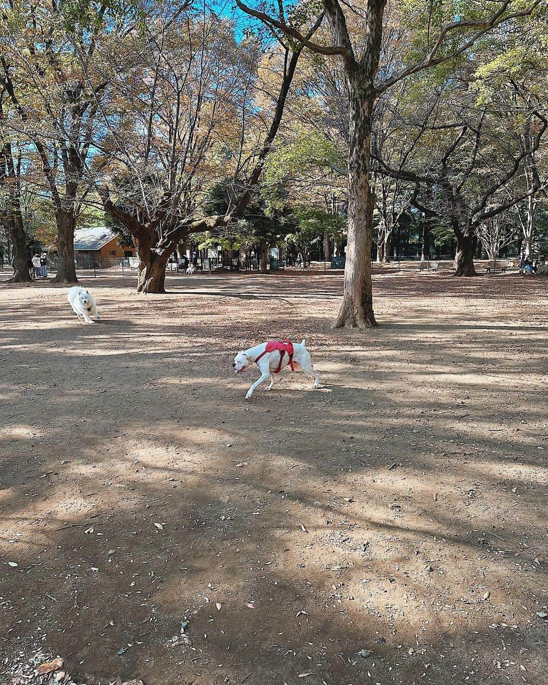 juntowaさんのインスタグラム写真 - (juntowaInstagram)「都会の犬ぶってきた日。#代々木公園#兄弟犬」11月14日 19時56分 - juntowa