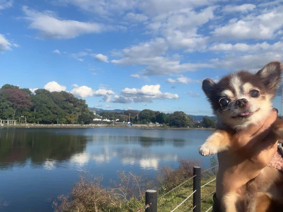 kotaro45のインスタグラム：「2023.11.14 (火)  空気が澄んでて 気持ちのいいお散歩でした♪ 富士山もきれい🗻  #コタさんぽ」