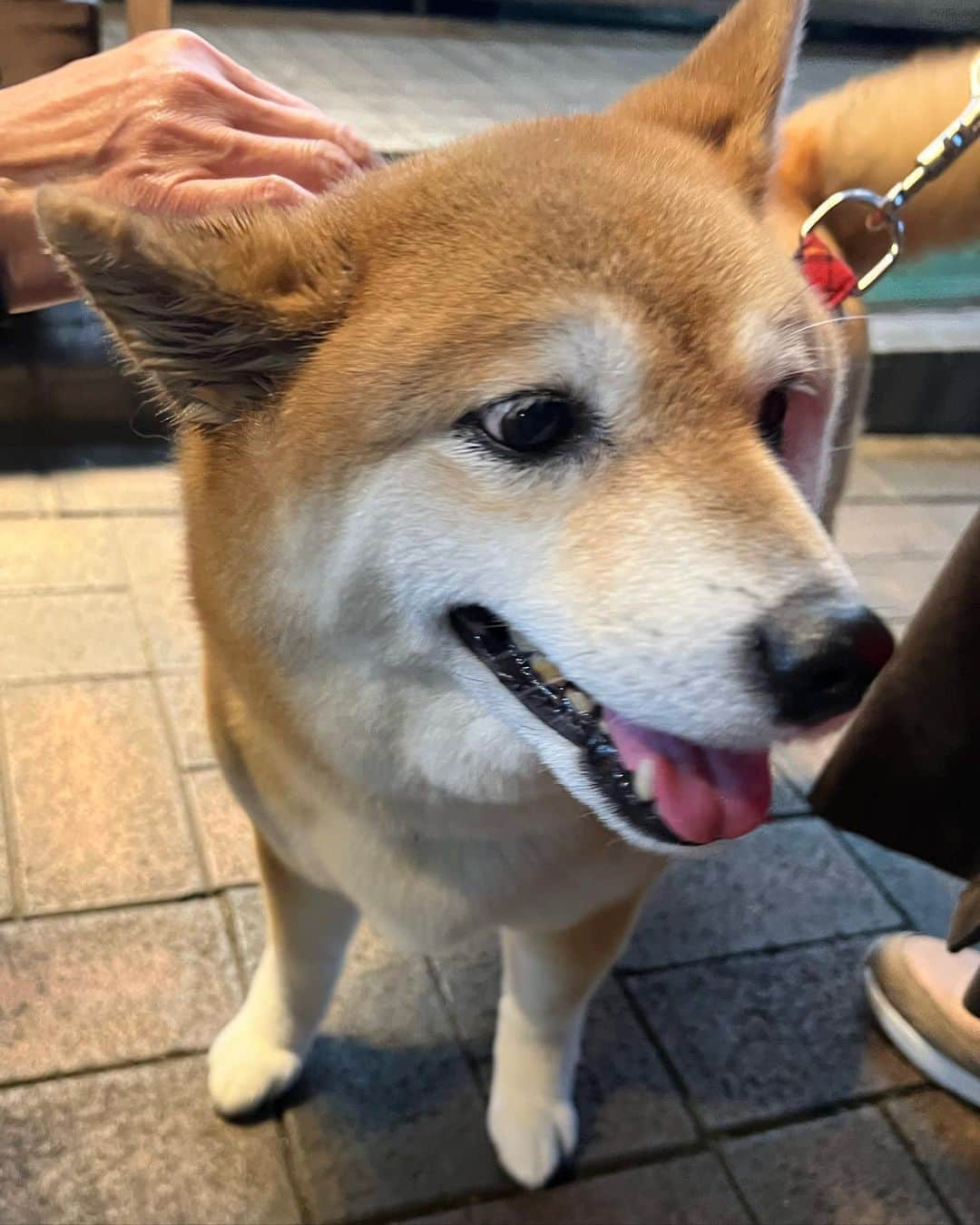 高橋ひとみさんのインスタグラム写真 - (高橋ひとみInstagram)「久しぶりに若子ちゃんに会えました💓 若子ちゃんは昨日トリミングしたばかりでモフモフのテディベアみたいでした😊  pic4はお友達のシバ犬のあずきちゃん！ pic7は今日の夕日🌆 #トイプードル若子ちゃん」11月14日 20時04分 - hitomi_momoe