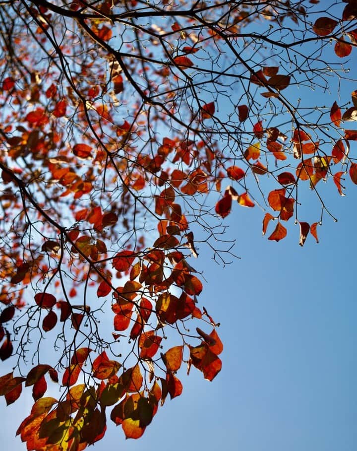 高野寛さんのインスタグラム写真 - (高野寛Instagram)「autumn red, blue sky.」11月14日 20時08分 - takano_hiroshi