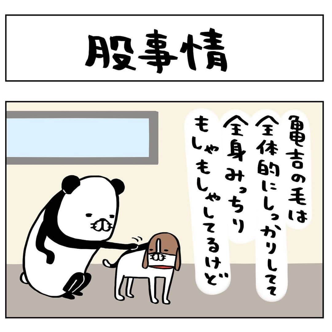 のインスタグラム：「日常4コマーぬと 股もしゃもしゃーぬと人肌の股を持つ男  #4コマ#パンダと犬#犬かわいい#犬#ビーグル#スティーヴンスピルハンバーグ」
