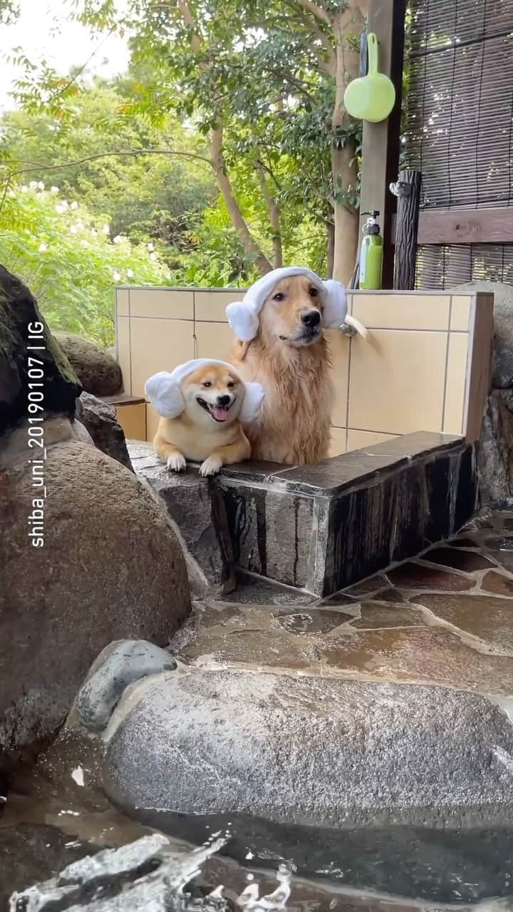 8crapのインスタグラム：「Just living the chill life ♨️ 📹 @shiba_uni_20190107 - #barked #dog #doggo #GoldenRetriever #ShibaInu #Shiba」