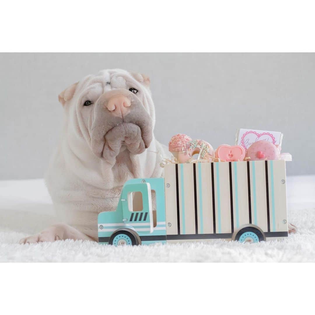 annie&pADdinGtoNのインスタグラム：「Lamby’s truckload of treats @barkerylanetreats #whereamigoingtohidethem #allmine #yummy #lambington #barkerylanetreats #sharpei #sharpeisofinstagram #sharpeisoftheworld #wrinkles #love #instagood #dog #dogsofinstagram #weeklyfluff #instadaily #iloveyoutothemoonandback」