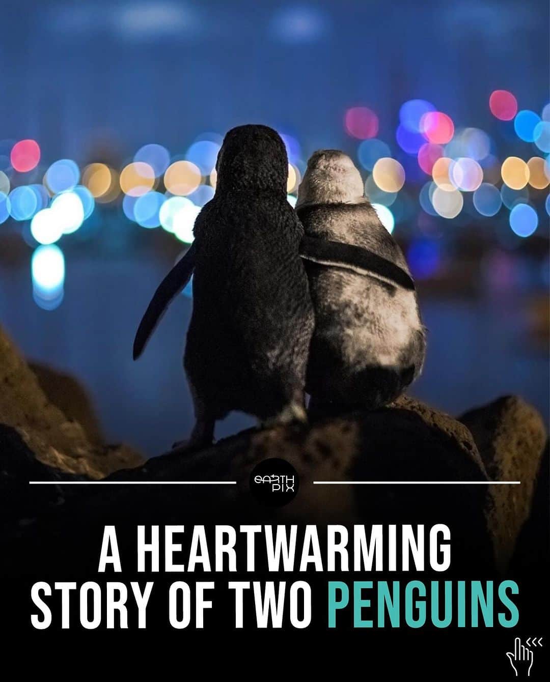 のインスタグラム：「🥺 by @tobiasvisuals - “these two Fairy penguins poised upon a rock overlooking the Melbourne skyline were standing there for hours, flipper in flipper, watching the sparkling lights of the skyline and ocean. A volunteer approached me and told me that the white one was an elderly lady who had lost her partner and apparently so did the younger male to the left. Since then they meet regularly comforting each other and standing together for hours watching the dancing lights of the nearby city.”」