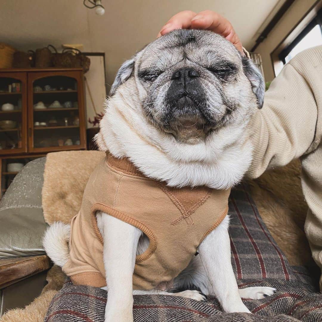 のインスタグラム：「とにかく肉マフラーがボリューミーなウットリお茶目をどうぞ。  #pug #ひぐち猫 #ひぐちお茶目」