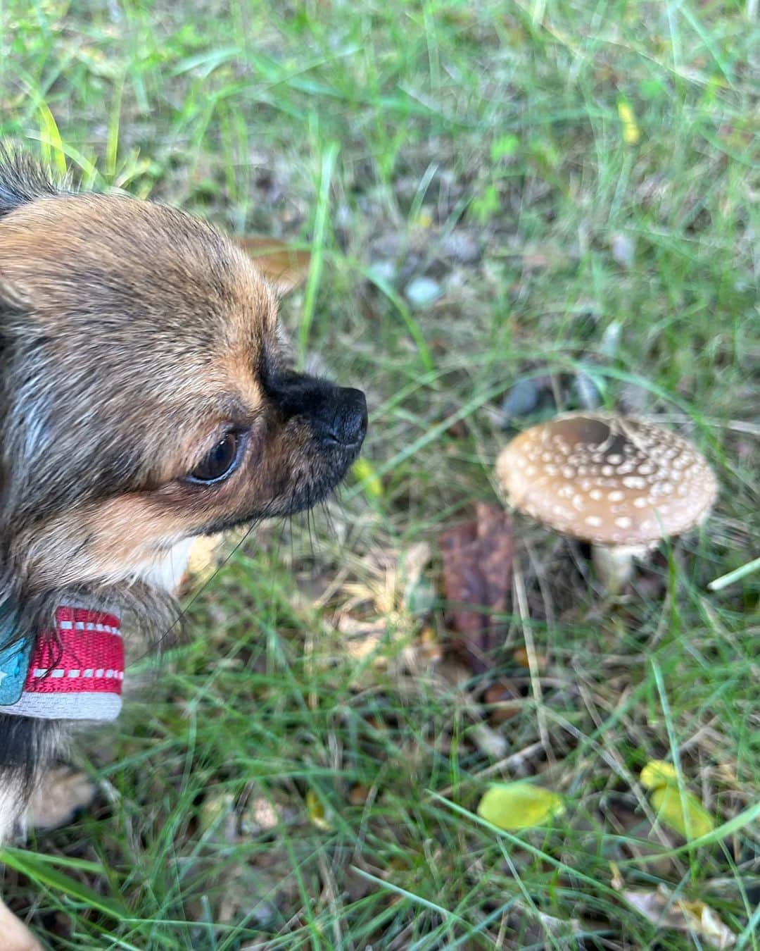 野村日香理のインスタグラム：「今日のもんちゃん。 これは食べられる🍄ですか？椎茸？🐶  #おさんぽ#🐾#毒キノコ」