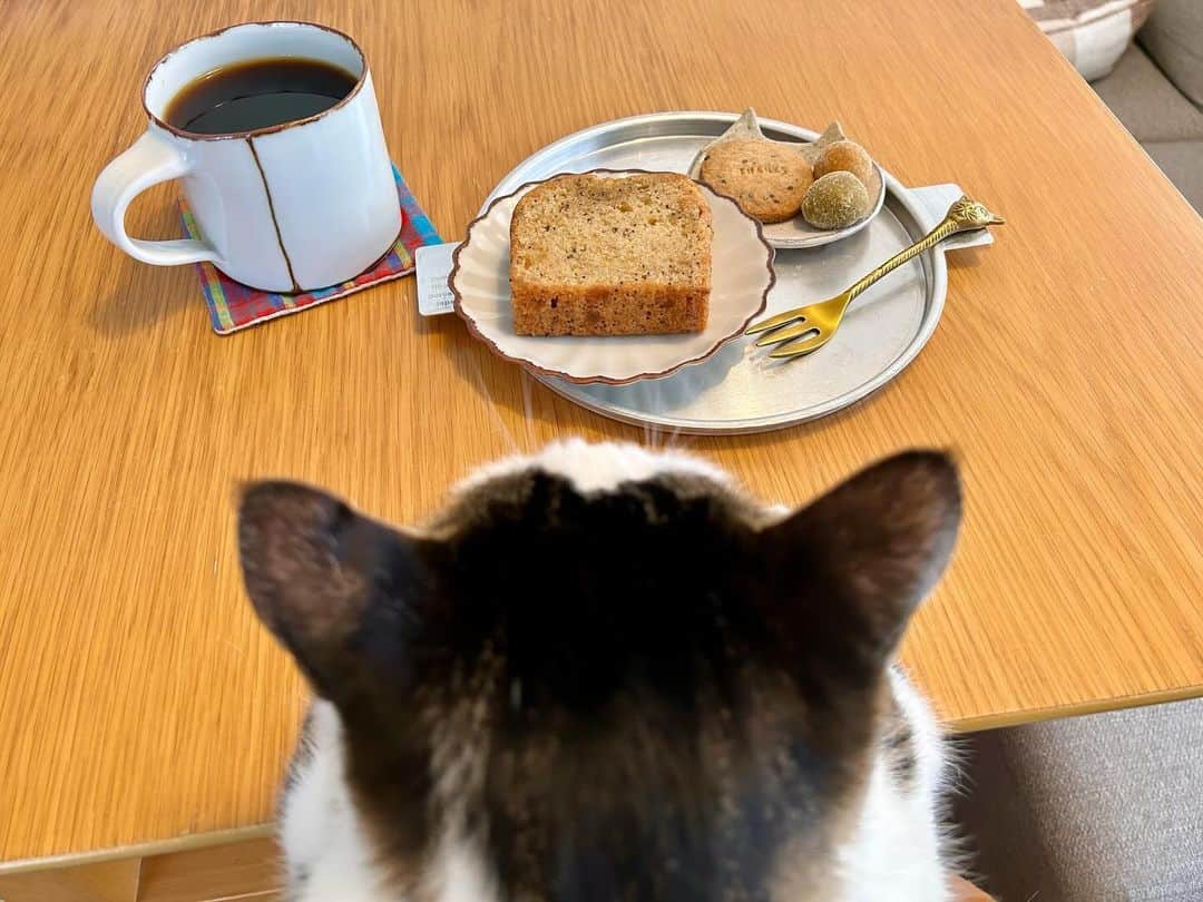 八、おこめさんのインスタグラム写真 - (八、おこめInstagram)「パッチャンも一緒に食べるって♩ ✨日菓⑦周年おめでとう✨ @nicca.hashitate 橋立の憩いの場 ✽ 橋立の誇り٩( ᐛ )و♡ マキちゃん橋立に日菓作ってくれてありがとう✨ お母さんにリクエストして実家便に入れてもらった 日菓の焼き菓子♡ ずっと食べたかったレモンのパウンドケーキ🍋 黒ごまきな粉クッキー、かぼちゃと抹茶のぼーる 日菓ブレンドまで☕️ 大好きなお菓子をお気に入りの器で♩ 美味しい〜な〜♡ #日菓 #八おこめ #焼き菓子 #日菓ブレンド #ねこ部 #cat #ねこ #猫 #ネコ #八おこめ食べ物」11月14日 12時07分 - naomiuno