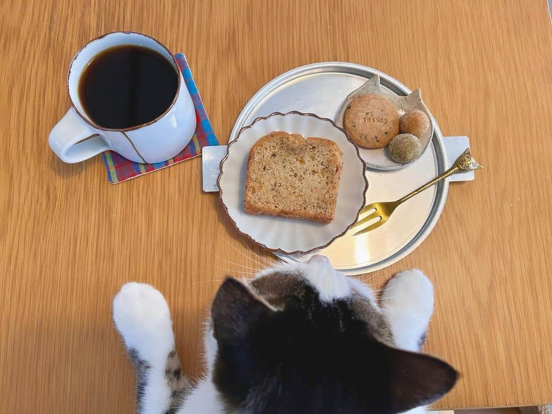 八、おこめさんのインスタグラム写真 - (八、おこめInstagram)「パッチャンも一緒に食べるって♩ ✨日菓⑦周年おめでとう✨ @nicca.hashitate 橋立の憩いの場 ✽ 橋立の誇り٩( ᐛ )و♡ マキちゃん橋立に日菓作ってくれてありがとう✨ お母さんにリクエストして実家便に入れてもらった 日菓の焼き菓子♡ ずっと食べたかったレモンのパウンドケーキ🍋 黒ごまきな粉クッキー、かぼちゃと抹茶のぼーる 日菓ブレンドまで☕️ 大好きなお菓子をお気に入りの器で♩ 美味しい〜な〜♡ #日菓 #八おこめ #焼き菓子 #日菓ブレンド #ねこ部 #cat #ねこ #猫 #ネコ #八おこめ食べ物」11月14日 12時07分 - naomiuno