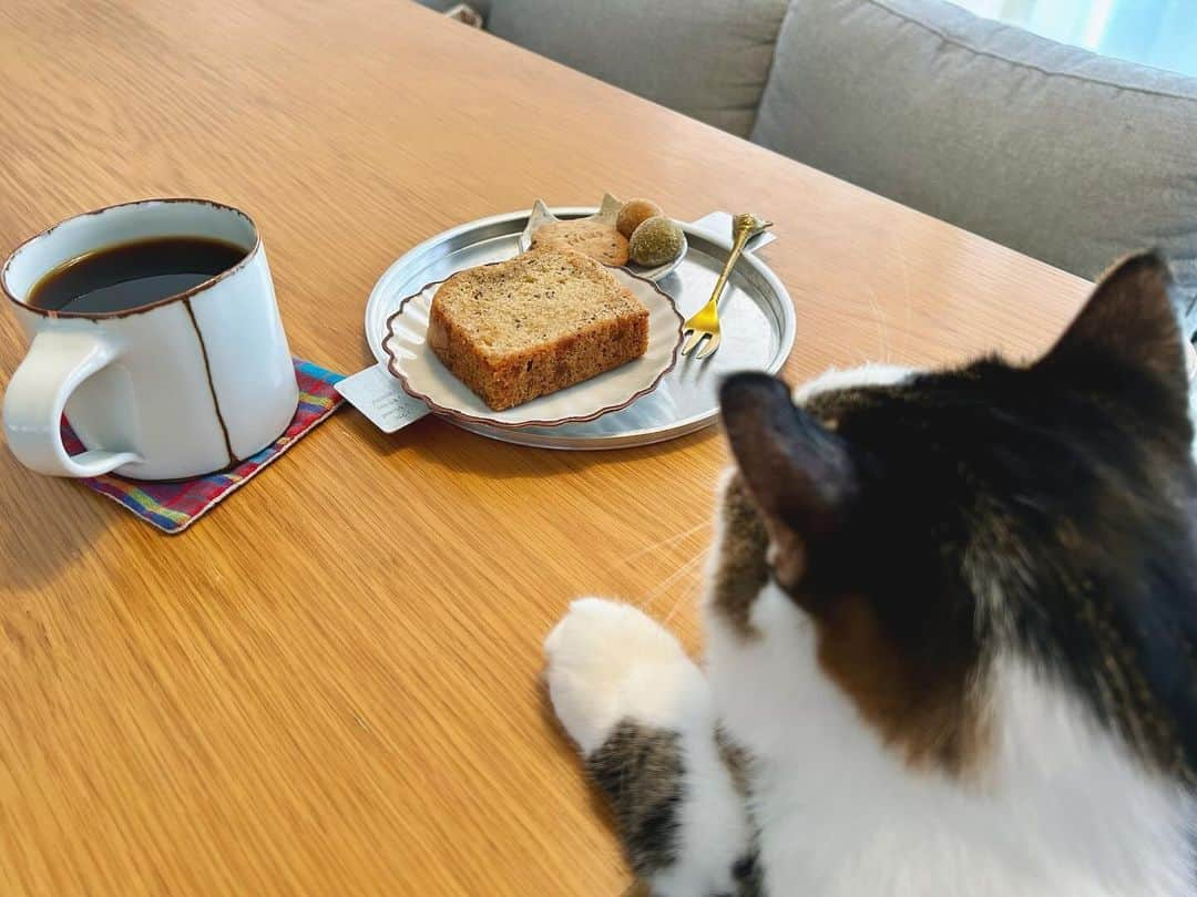 八、おこめさんのインスタグラム写真 - (八、おこめInstagram)「パッチャンも一緒に食べるって♩ ✨日菓⑦周年おめでとう✨ @nicca.hashitate 橋立の憩いの場 ✽ 橋立の誇り٩( ᐛ )و♡ マキちゃん橋立に日菓作ってくれてありがとう✨ お母さんにリクエストして実家便に入れてもらった 日菓の焼き菓子♡ ずっと食べたかったレモンのパウンドケーキ🍋 黒ごまきな粉クッキー、かぼちゃと抹茶のぼーる 日菓ブレンドまで☕️ 大好きなお菓子をお気に入りの器で♩ 美味しい〜な〜♡ #日菓 #八おこめ #焼き菓子 #日菓ブレンド #ねこ部 #cat #ねこ #猫 #ネコ #八おこめ食べ物」11月14日 12時07分 - naomiuno