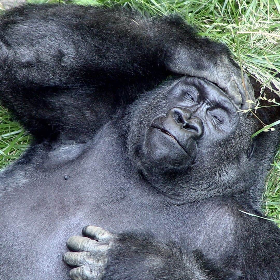 アニマルプラネットのインスタグラム：「Monday evening mood. 🥱  #gorilla #wildlife」