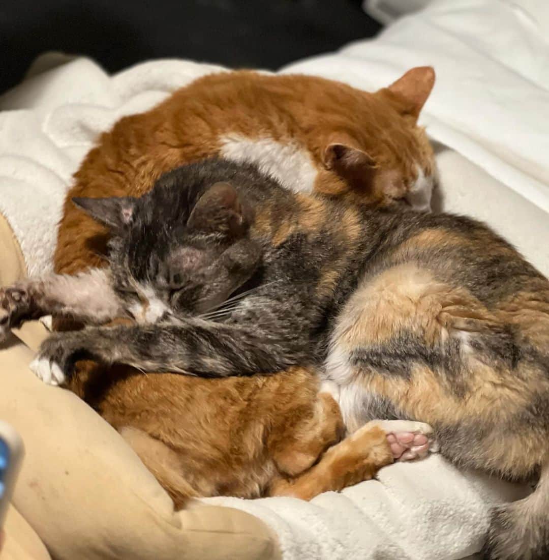渡辺達生のインスタグラム：「2023.11.14…チビ〜乗っかりすぎじゃね。 #tatsuowatanabe #怒ねこ　 #不機嫌が愛おしい僕と7匹の日々」